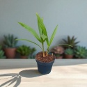 PALMA MROZOODPORNA Trachycarpus Fortunei Szorstkowiec Fortunego