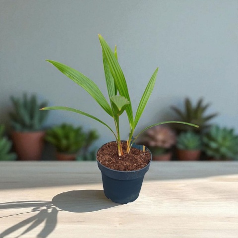 PALMA MROZOODPORNA Trachycarpus Fortunei Szorstkowiec Fortunego PALMA MROZOODPORNA Trachycarpus Fortunei Szorstkowiec Fortunego