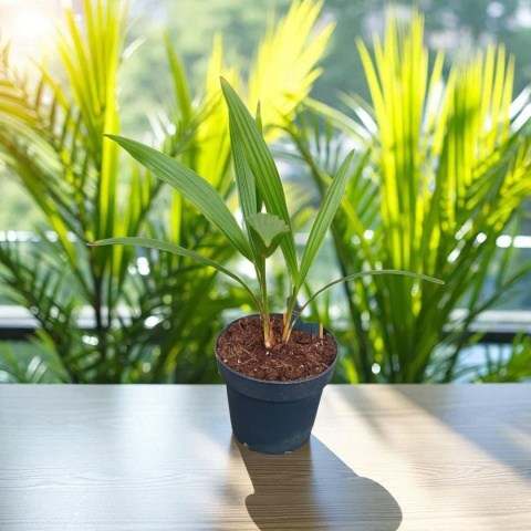 PALMA MROZOODPORNA Trachycarpus Fortunei Szorstkowiec Fortunego PALMA MROZOODPORNA Trachycarpus Fortunei Szorstkowiec Fortunego