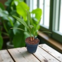PALMA MROZOODPORNA Trachycarpus Fortunei Szorstkowiec Fortunego