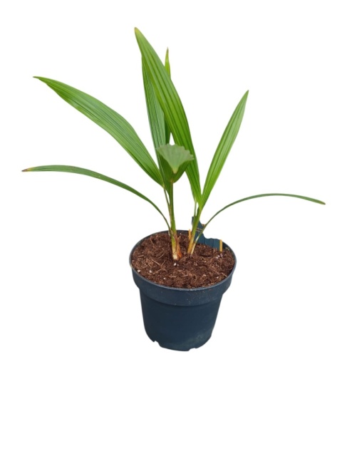 PALMA MROZOODPORNA Trachycarpus Fortunei Szorstkowiec Fortunego PALMA MROZOODPORNA Trachycarpus Fortunei Szorstkowiec Fortunego