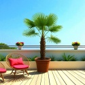 PALMA MROZOODPORNA Trachycarpus Fortunei Szorstkowiec Fortunego