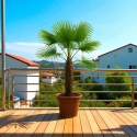 PALMA MROZOODPORNA Trachycarpus Fortunei Szorstkowiec Fortunego