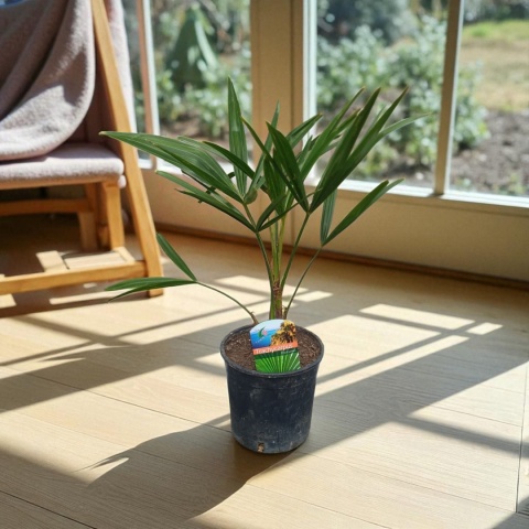 PALMA MROZOODPORNA Trachycarpus Fortunei Szorstkowiec Fortunego PALMA MROZOODPORNA Trachycarpus Fortunei Szorstkowiec Fortunego