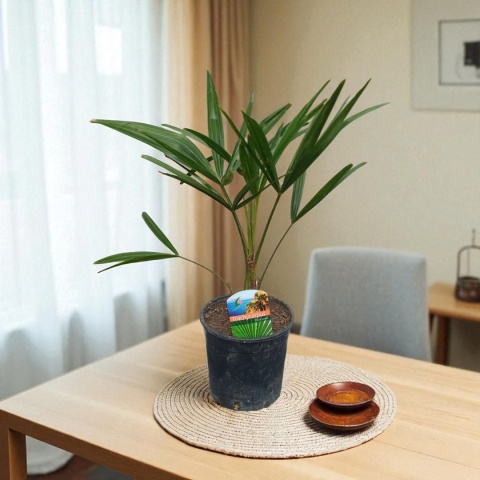 PALMA MROZOODPORNA Trachycarpus Fortunei Szorstkowiec Fortunego PALMA MROZOODPORNA Trachycarpus Fortunei Szorstkowiec Fortunego