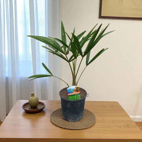 PALMA MROZOODPORNA Trachycarpus Fortunei Szorstkowiec Fortunego PALMA MROZOODPORNA Trachycarpus Fortunei Szorstkowiec Fortunego