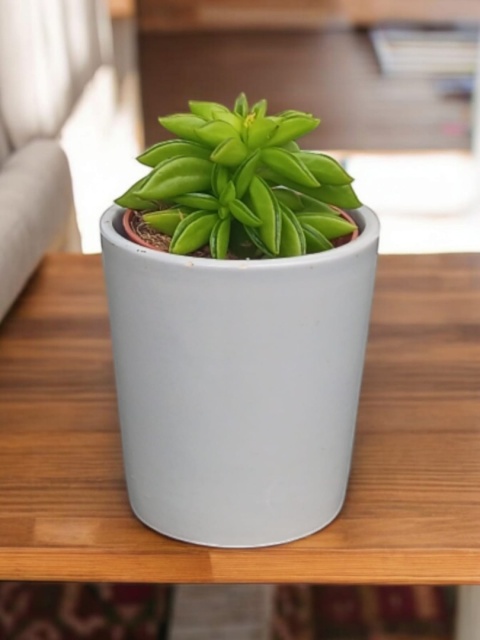 Peperomia Fasolowa ferreyrae Peperomia happy Bean Las w Słoiku Szkle