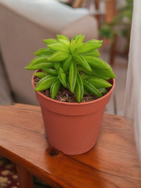 Peperomia Fasolowa ferreyrae Peperomia happy Bean Las w Słoiku Szkle