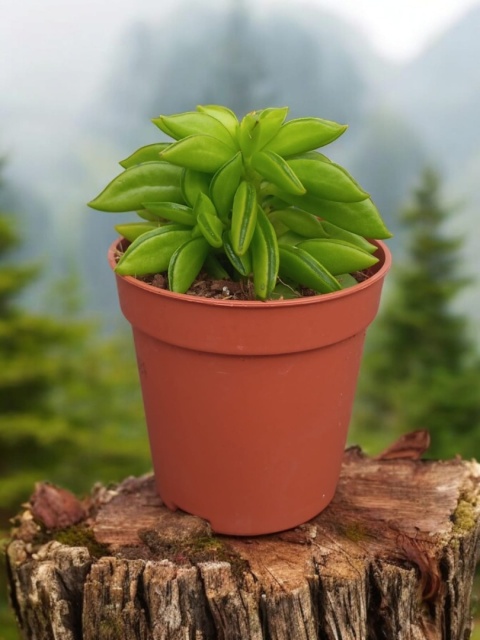 Peperomia Fasolowa ferreyrae Peperomia happy Bean Las w Słoiku Szkle