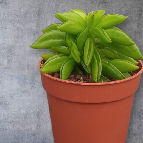 Peperomia Fasolowa ferreyrae Peperomia happy Bean Las w Słoiku Szkle