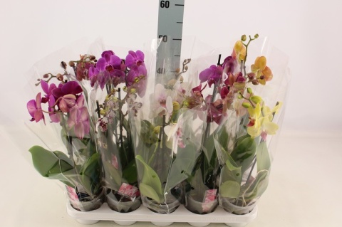 Phalaenopsis mix 10+