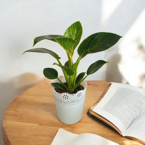 Philodendron White Wave