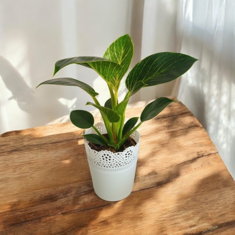 Philodendron White Wave