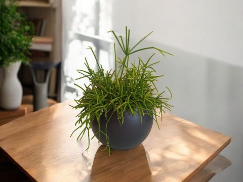 Rhipsalis Cassutha 12 Rhipsalis Cassutha 12