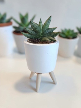 Sansevieria Artistic Fan