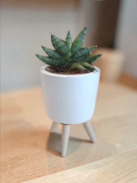 Sansevieria Artistic Fan