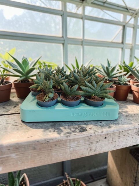 Sansevieria Artistic Fan