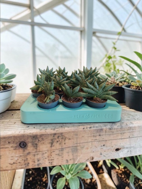 Sansevieria Artistic Fan