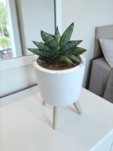 Sansevieria Artistic Fan