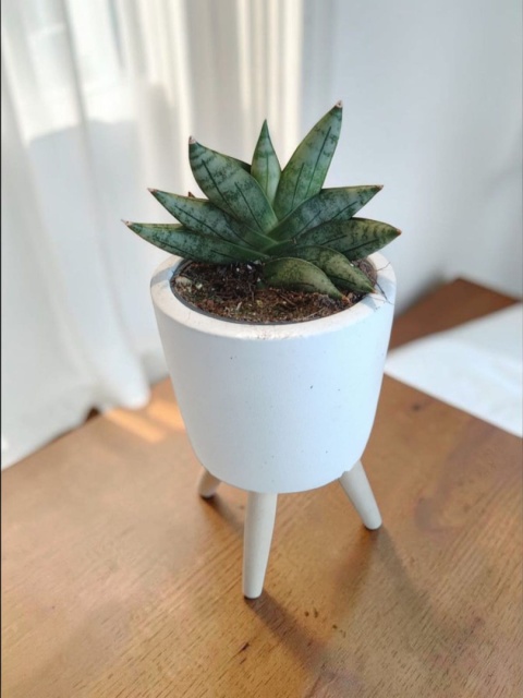 Sansevieria Artistic Fan
