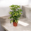 Schefflera 8 mix