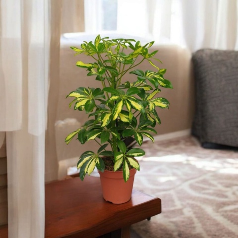 Schefflera 8 mix