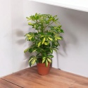 Schefflera 8 mix