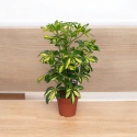 Schefflera 8 mix