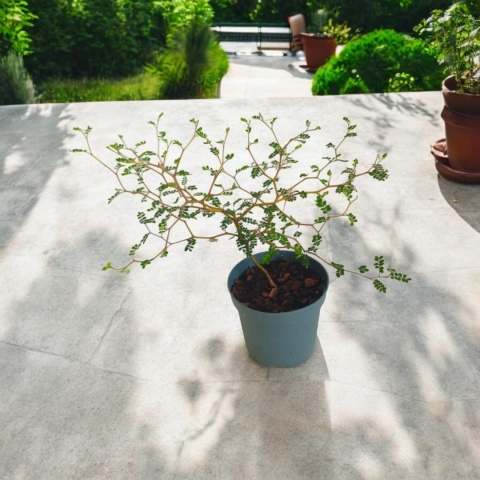 Sophora Prostrata Sophora Prostrata