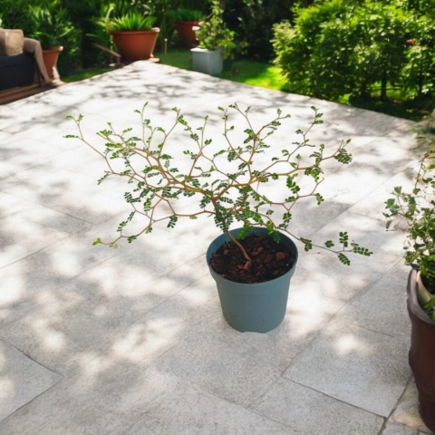 Sophora Prostrata Sophora Prostrata