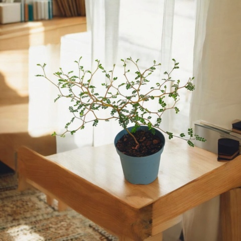 Sophora Prostrata Sophora Prostrata