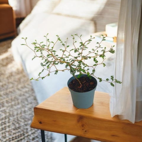 Sophora Prostrata Sophora Prostrata