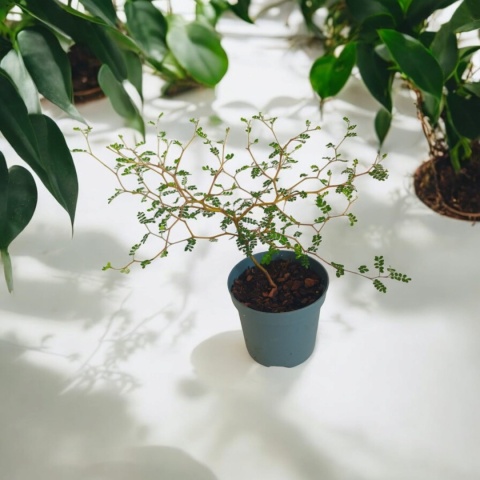 Sophora Prostrata Sophora Prostrata