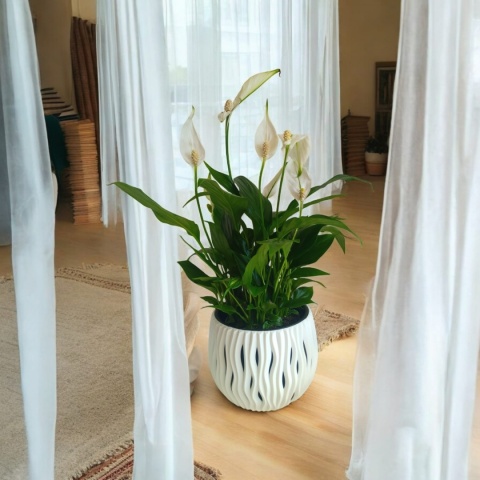Spathiphyllum