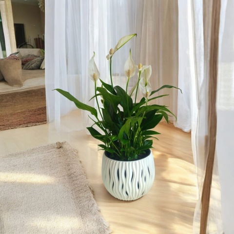 Spathiphyllum