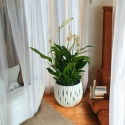 Spathiphyllum