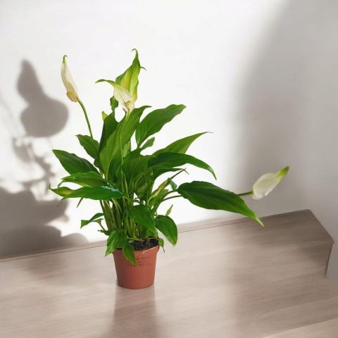 Spathyphyllum mini