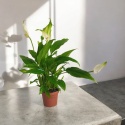 Spathyphyllum mini