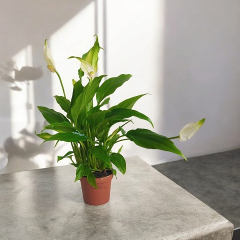 Spathyphyllum mini