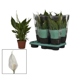 Spathyphyllum śr.