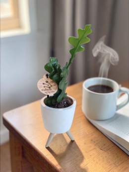 Epiphyllum anguliger Fishbone Cactus / Kaktus rybia ość zygzak