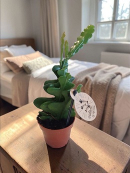 Epiphyllum anguliger Fishbone Cactus / Kaktus rybia ość zygzak