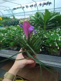 Tillandsia Anita Oplątwa Epifit Powietrzna Roślina Air Plant w doniczce