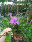 Tillandsia Anita Oplątwa Epifit Powietrzna Roślina Air Plant w doniczce