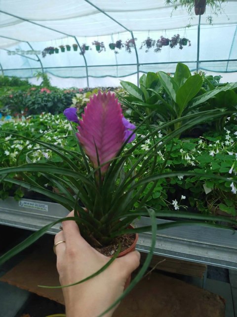 Tillandsia Anita Oplątwa Epifit Powietrzna Roślina Air Plant w doniczce Tillandsia Anita Oplątwa Epifit Powietrzna Roślina Air Plant w doniczce