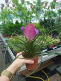 Tillandsia Anita Oplątwa Epifit Powietrzna Roślina Air Plant w doniczce