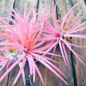 Tillandsia