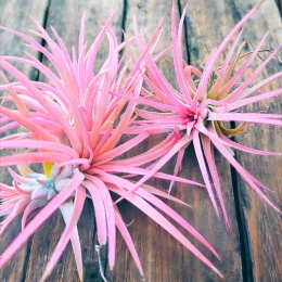 Tillandsia