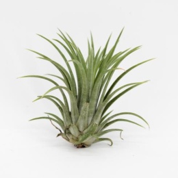 Tillandsia