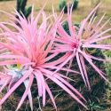 Tillandsia